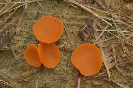 Attēlu rezultāti vaicājumam “Aleuria aurantia”