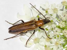 Attēlu rezultāti vaicājumam “Anogcodes melanurus”