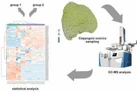 Attēlu rezultāti vaicājumam “Calypogeia suecica”