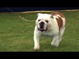 Image result for Banbury Bulldogs