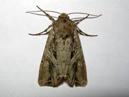 Attēlu rezultāti vaicājumam “Lacanobia suasa”