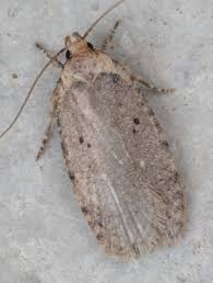 Attēlu rezultāti vaicājumam “Agonopterix ciliella”