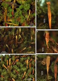 Attēlu rezultāti vaicājumam “Ulota crispa sporophyte”