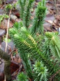 Attēlu rezultāti vaicājumam “Huperzia selago”