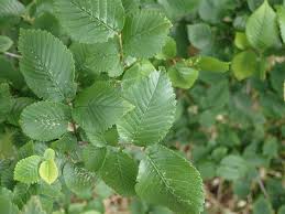 Attēlu rezultāti vaicājumam “Ulmus minor”