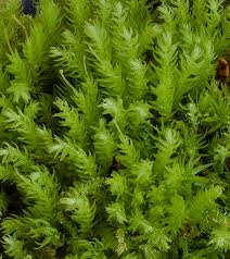 Attēlu rezultāti vaicājumam “Aulacomnium”