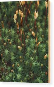 Attēlu rezultāti vaicājumam “Polytrichum juniperinum sporophyte”