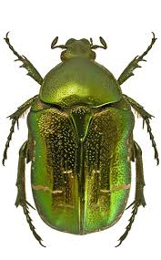 Attēlu rezultāti vaicājumam “Cetonia aurata imago”