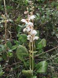 Attēlu rezultāti vaicājumam “Pyrola rotundifolia”