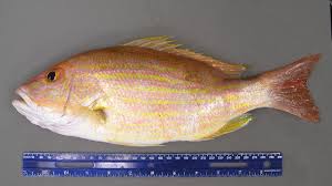 Image result for Lutjanus synagris