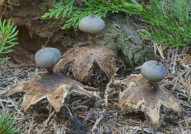 Attēlu rezultāti vaicājumam “Geastrum pectinatum”