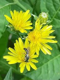 Attēlu rezultāti vaicājumam “Crepis biennis”