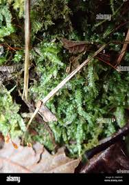 Attēlu rezultāti vaicājumam “Plagiothecium denticulatum”