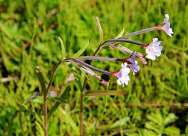 Attēlu rezultāti vaicājumam “Epilobium palustre”