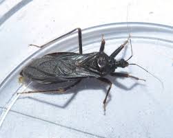 Attēlu rezultāti vaicājumam “Reduvius personatus”