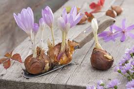 Image result for Herbstzeitlose