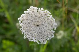 Attēlu rezultāti vaicājumam “Daucus sativus flower”