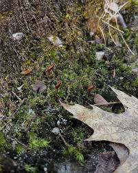 Attēlu rezultāti vaicājumam “Buxbaumia aphylla sporophyte”