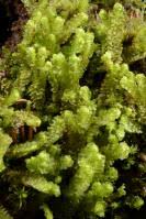 Attēlu rezultāti vaicājumam “Barbilophozia kunzeana”