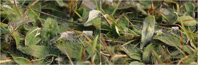 Attēlu rezultāti vaicājumam “Pilosella officinarum leaf”