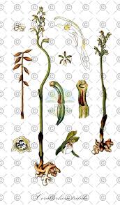 Attēlu rezultāti vaicājumam “Corallorhiza trifida fruit”