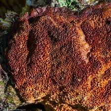 Attēlu rezultāti vaicājumam “Phellinus ferruginosus”