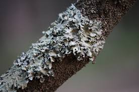 Attēlu rezultāti vaicājumam “Tuckermannopsis chlorophylla”