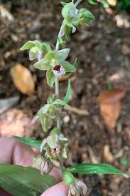 Attēlu rezultāti vaicājumam “Epipactis helleborine fruit”