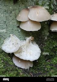 Attēlu rezultāti vaicājumam “Crepidotus applanatus”