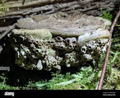 Attēlu rezultāti vaicājumam “Agathomyia wankowiczii”