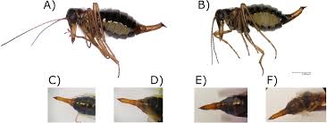 Attēlu rezultāti vaicājumam “Boreus”