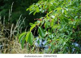 Attēlu rezultāti vaicājumam “Padus avium leaf”