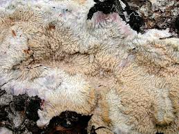 Attēlu rezultāti vaicājumam “Phlebia centrifuga”