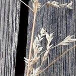 Attēlu rezultāti vaicājumam “Poa pratensis fruit”