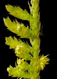 Attēlu rezultāti vaicājumam “Callicladium haldanianum”