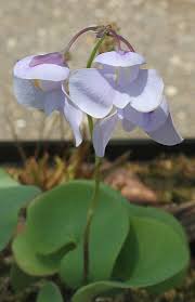 Attēlu rezultāti vaicājumam “Utricularia intermedia bud”