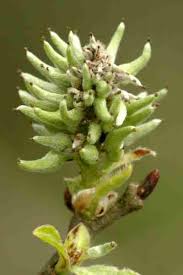 Attēlu rezultāti vaicājumam “Salix caprea fruit”
