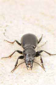 Attēlu rezultāti vaicājumam “Broscus cephalotes”