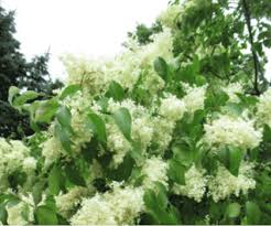 Attēlu rezultāti vaicājumam “Syringa reticulata subsp. amurensis”