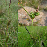 Attēlu rezultāti vaicājumam “Carex dioica male flower”