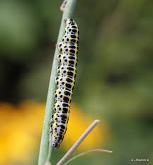 Attēlu rezultāti vaicājumam “Calophasia lunula larva”