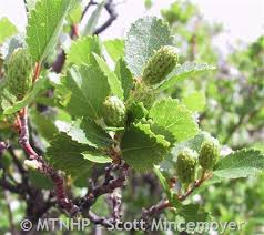 Attēlu rezultāti vaicājumam “Betula nana”