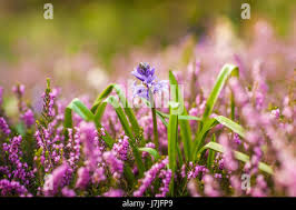 Attēlu rezultāti vaicājumam “Campanula rapunculoides bud”