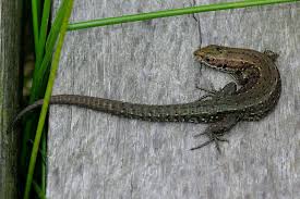 Attēlu rezultāti vaicājumam “Lacerta vivipara juvenile”