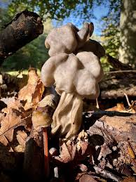 Attēlu rezultāti vaicājumam “Helvella lacunosa”