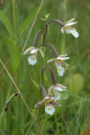 Attēlu rezultāti vaicājumam “Epipactis palustris flower”