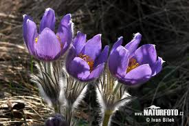 Attēlu rezultāti vaicājumam “Pulsatilla patens”