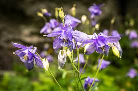 Image result for Aquilegia vulgaris