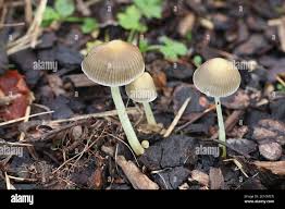 Attēlu rezultāti vaicājumam “Mycena viscosa”