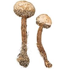 Attēlu rezultāti vaicājumam “Tulostoma fimbriatum”